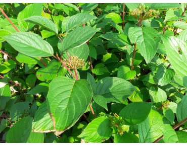 Cornouiller blanc Siberian Pearls - Cornus alba Siberian Pearls