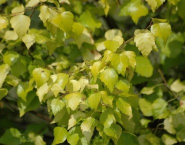 Betula pendula Golden Obelisk - Jardins du Monde.be