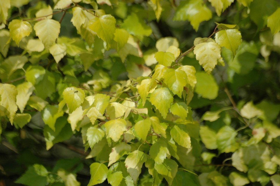 Betula pendula Golden Obelisk - Jardins du Monde.be