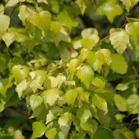 Betula pendula Golden Obelisk - Jardins du Monde.be
