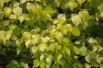 Betula pendula Golden Obelisk - Jardins du Monde.be