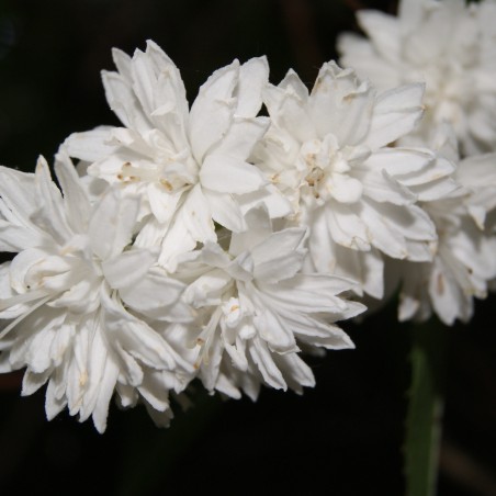 Fuzzy Deutzia - Deutzia Scabra