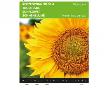 Tournesol géant