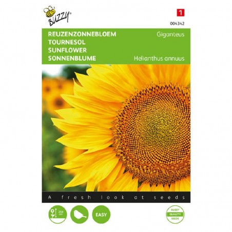 Semences Tournesol Géant - Helianthus annuus