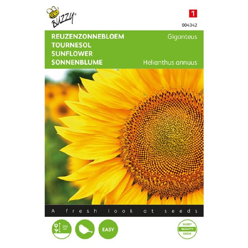 Tournesol géant