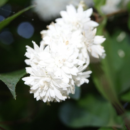 Deutzie Scabra - Deutzia Scabra