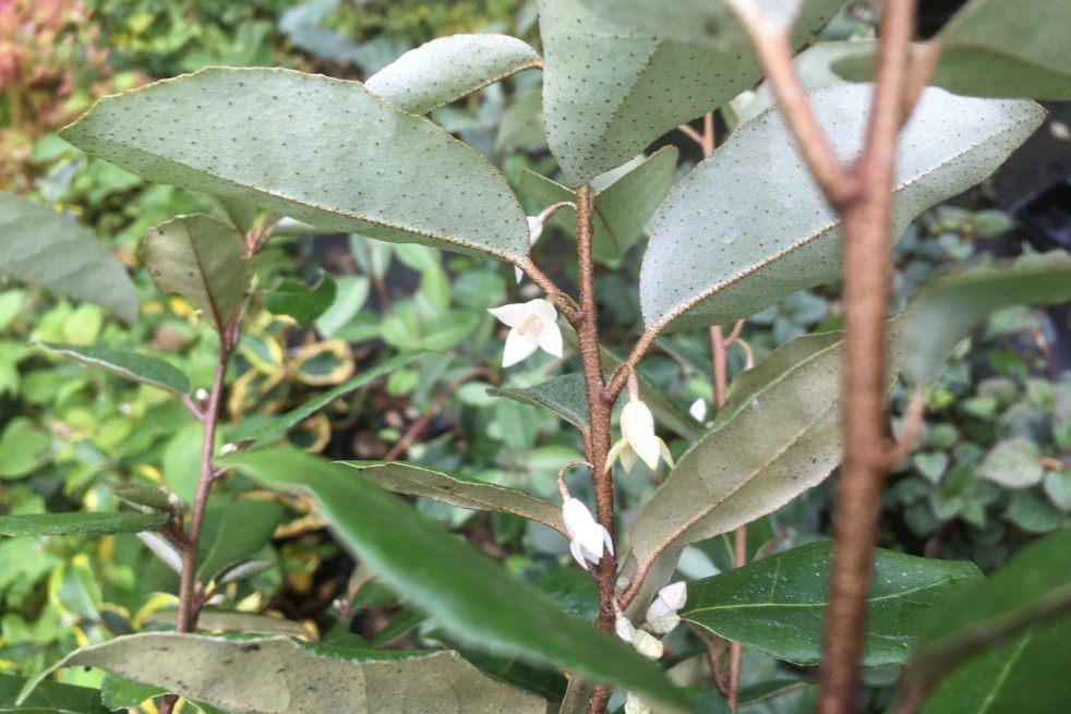 Elaeagnus ebbingei - Jardins du Monde.be