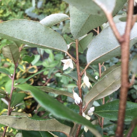 Elaeagnus ebbingei - Jardins du Monde.be