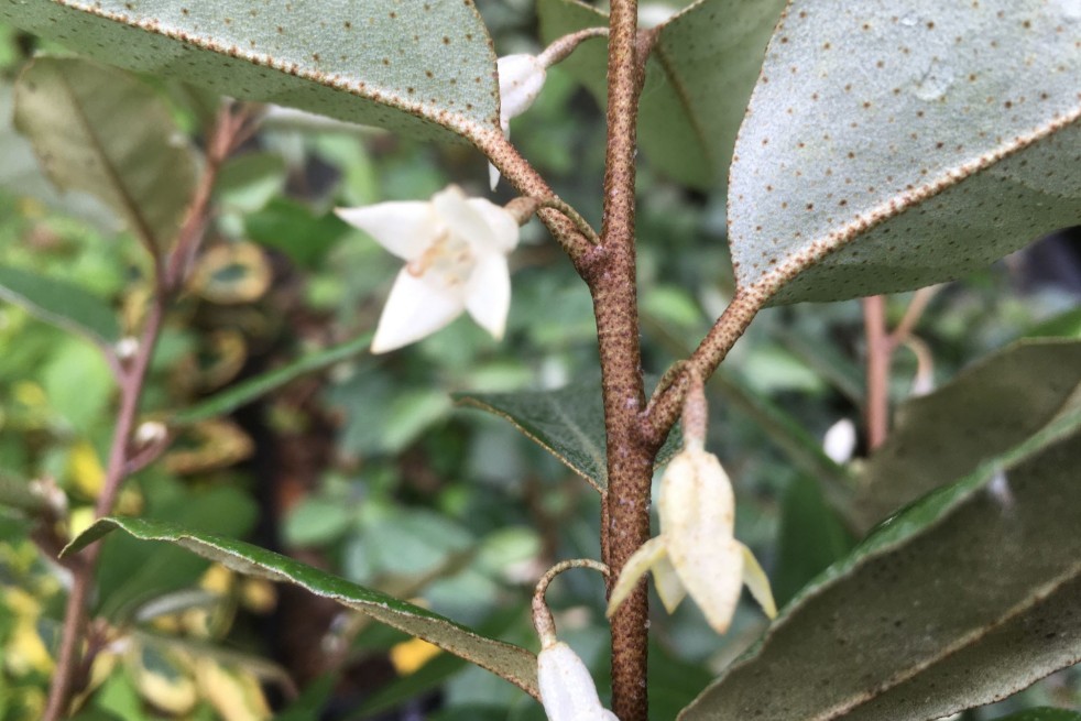 Elaeagnus ebbingei - Jardins du Monde.be