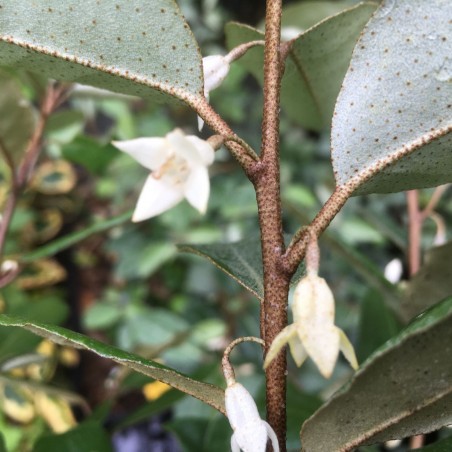 Elaeagnus ebbingei - Jardins du Monde.be
