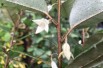 Elaeagnus ebbingei - Jardins du Monde.be