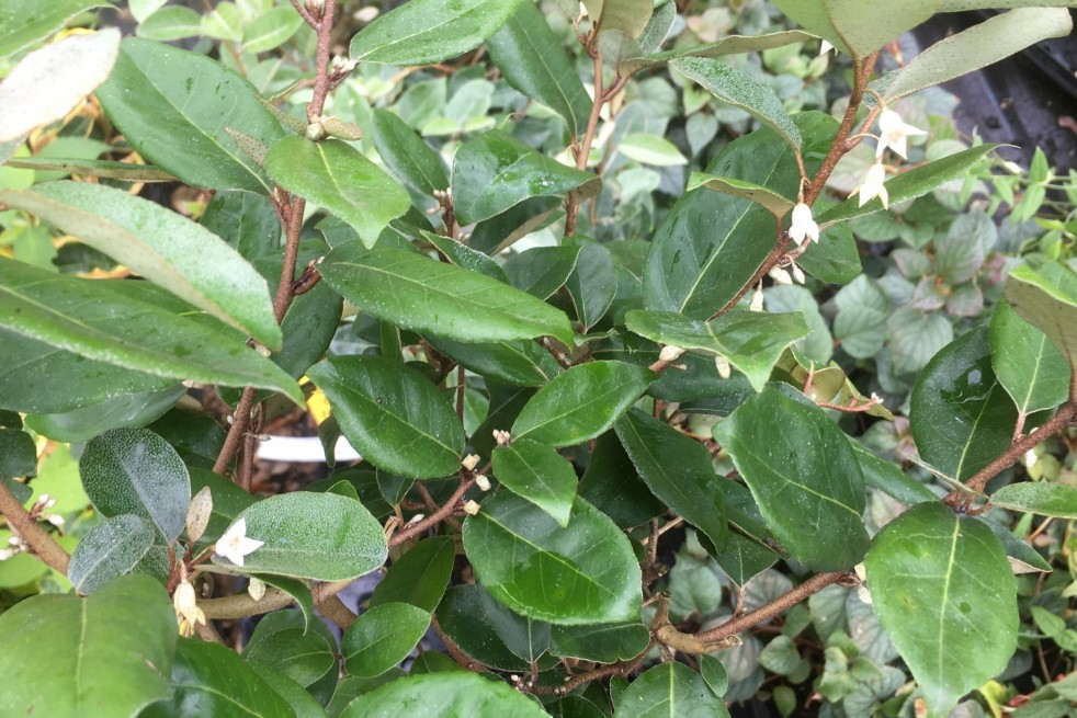 Elaeagnus ebbingei - Jardins du Monde.be