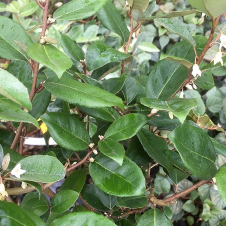 Elaeagnus ebbingei - Jardins du Monde.be
