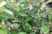 Elaeagnus ebbingei - Jardins du Monde.be