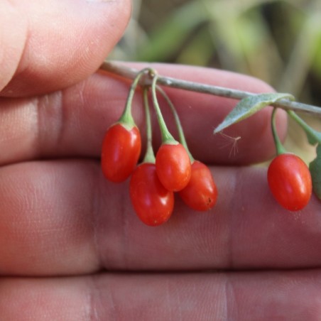Gemeiner Bocksdorn - Gojibeere - Lycium barbarum