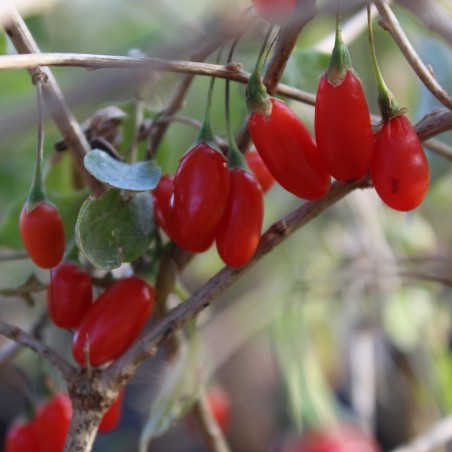 Himalayan goji - Lycium barbarum