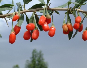 Goji en pot de 3 litres