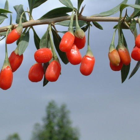 Goji - Lycium barbarum