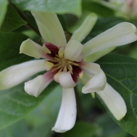 Arbre aux nénuphars blancs - Sinocalycanthus raulstonii Venus