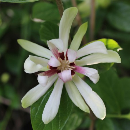 Arbre aux nénuphars blancs - Sinocalycanthus raulstonii Venus