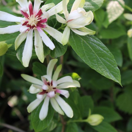 Arbre aux nénuphars blancs - Sinocalycanthus raulstonii Venus