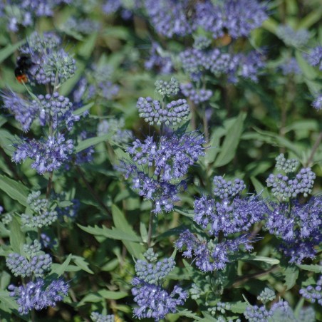 Barbe-bleue Heavenly Blue -  Caryopteris Clandonensis Heavenly Blue