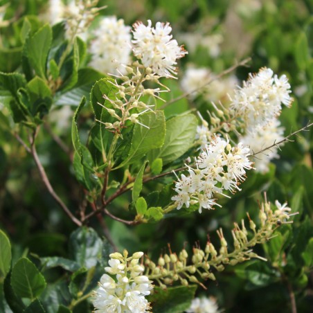 Clèthre à feuilles d'aulne - Clethra Alnifolia
