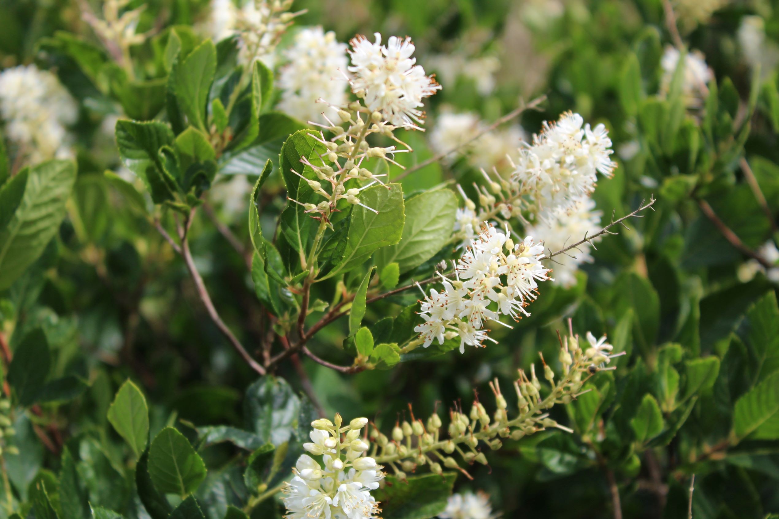 Sweet pepperbush