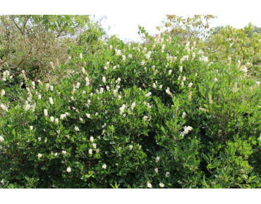 Sweet pepperbush - Clethra Alnifolia