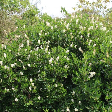 Schijnels - Clethra Alnifolia