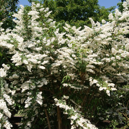 Sternchenstrauch Scabra - Deutzia Scabra