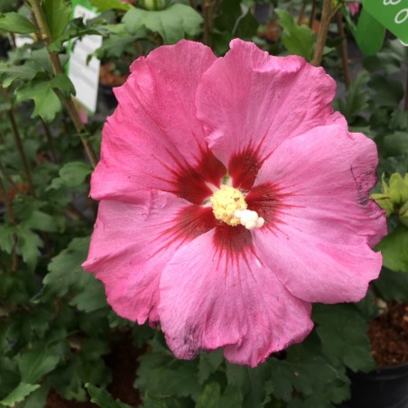 Garteneibisch Woodbridge - Hibiscus syriacus Woodbridge