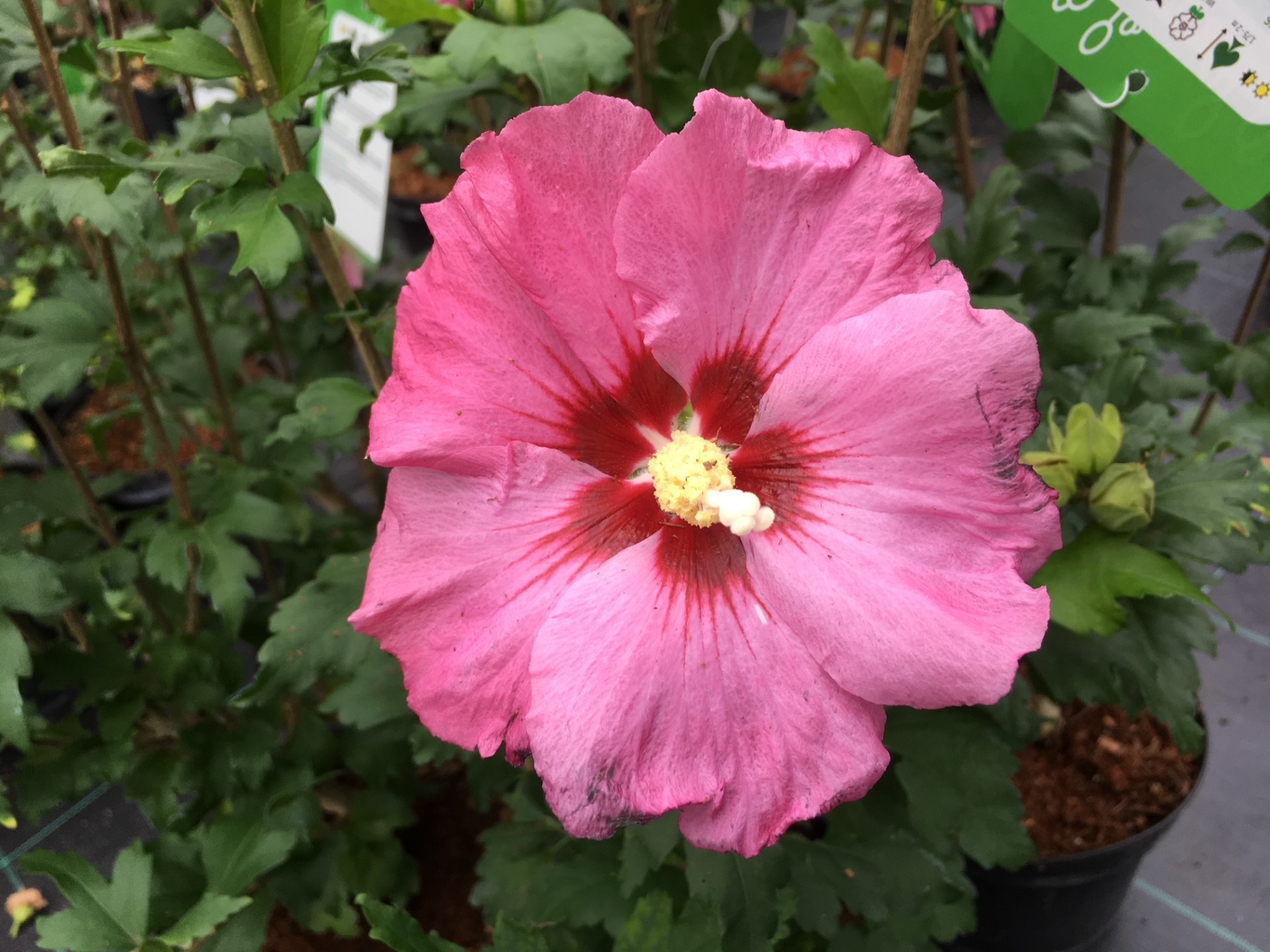 Rose mallow Woodbridge