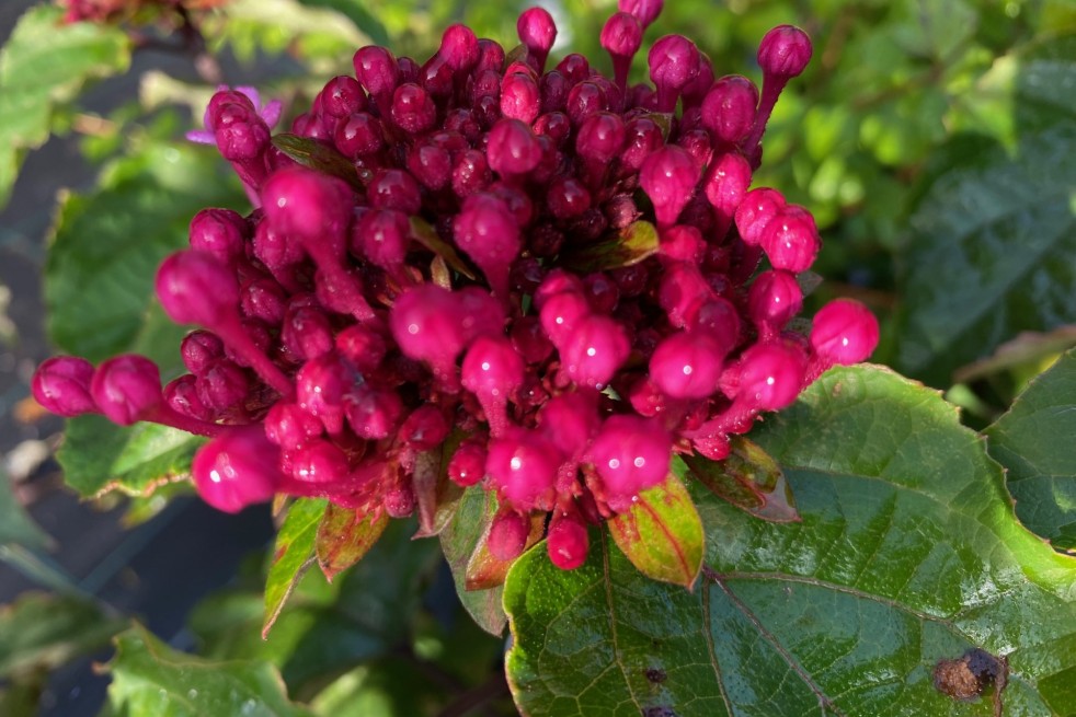 Clerodendrum Bungei - Jardins du Monde.be Clerodendrum Bungei - Jardins du Monde.be