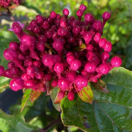 Clerodendrum Bungei - Jardins du Monde.be