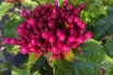Clerodendrum Bungei - Jardins du Monde.be Clerodendrum Bungei - Jardins du Monde.be