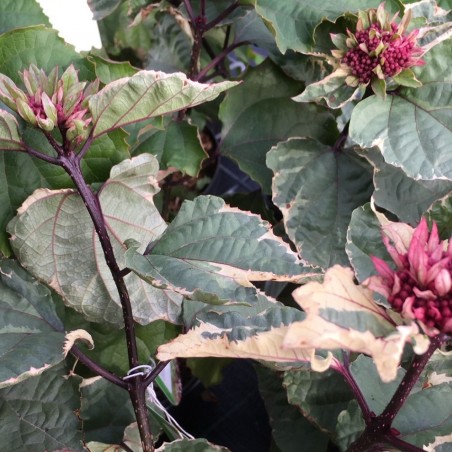 Clérodendron panaché Pink Diamond - Clerodendrum bungei Pink Diamond