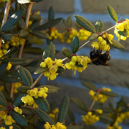 Chinese Barberry - Berberis Julianae.