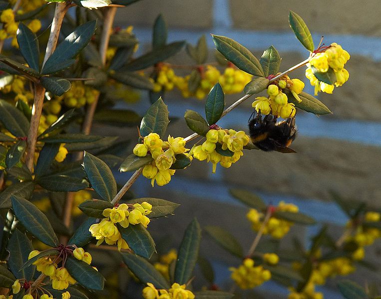 Chinese zuurbes - Berberis Julianae.