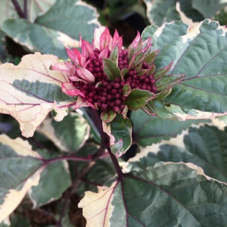 Rose glory bower Pink Diamond - Clerodendrum bungei Pink Diamond