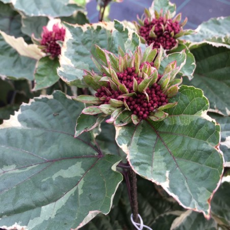 Clérodendron panaché Pink Diamond - Clerodendrum bungei Pink Diamond