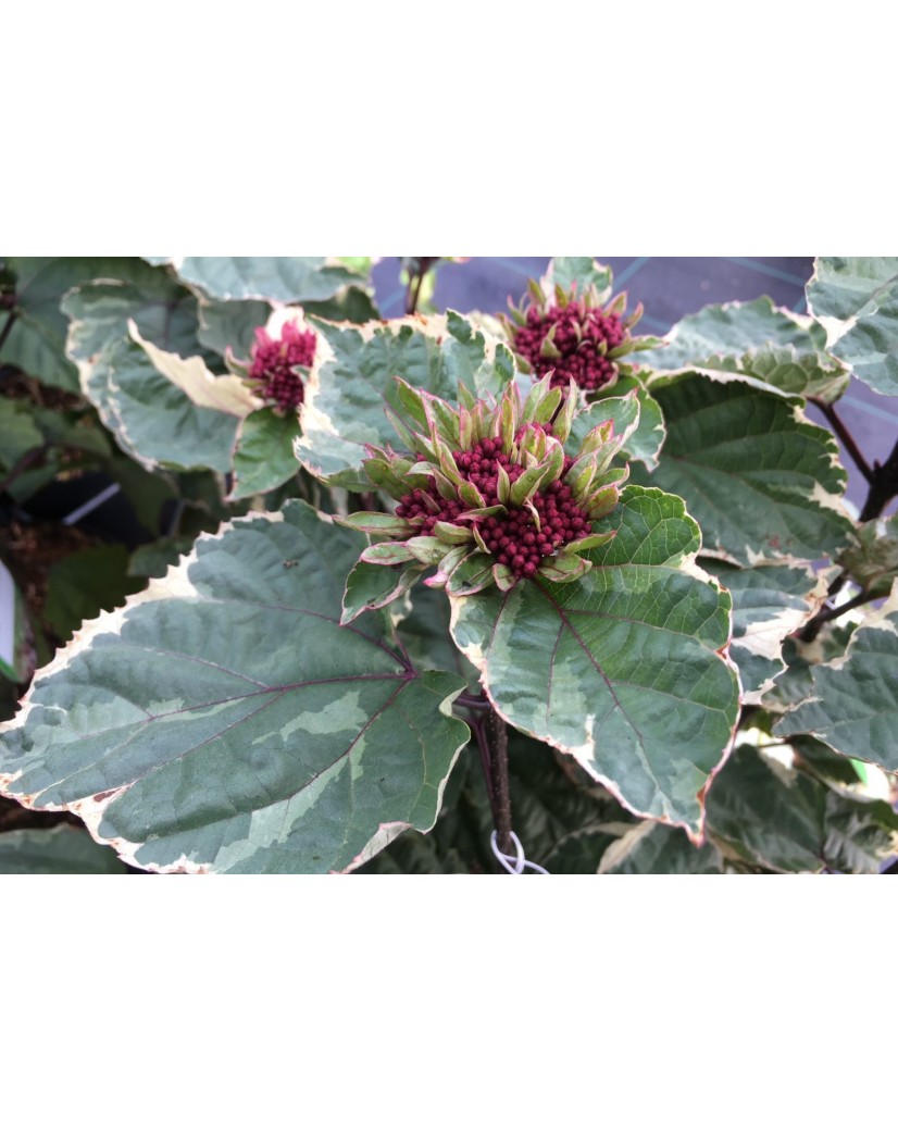 Buntlaubiger Losbaum Pink Diamond Clerodendrum bungei Pink Diamond