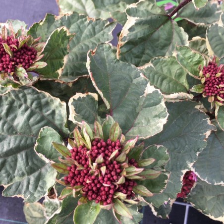 Clérodendron panaché Pink Diamond - Clerodendrum bungei Pink Diamond