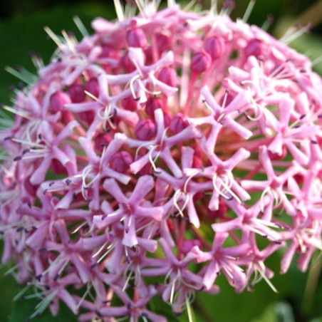 Clérodendron panaché Pink Diamond - Clerodendrum bungei Pink Diamond