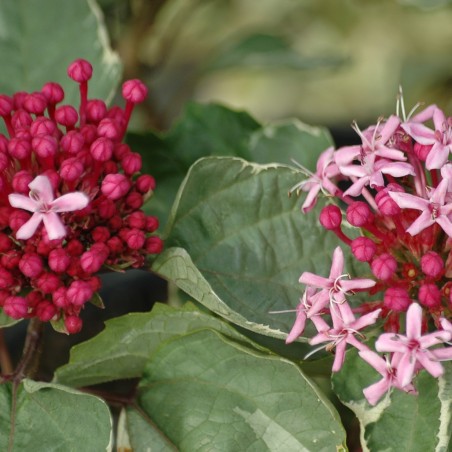 Clérodendron panaché Pink Diamond - Clerodendrum bungei Pink Diamond