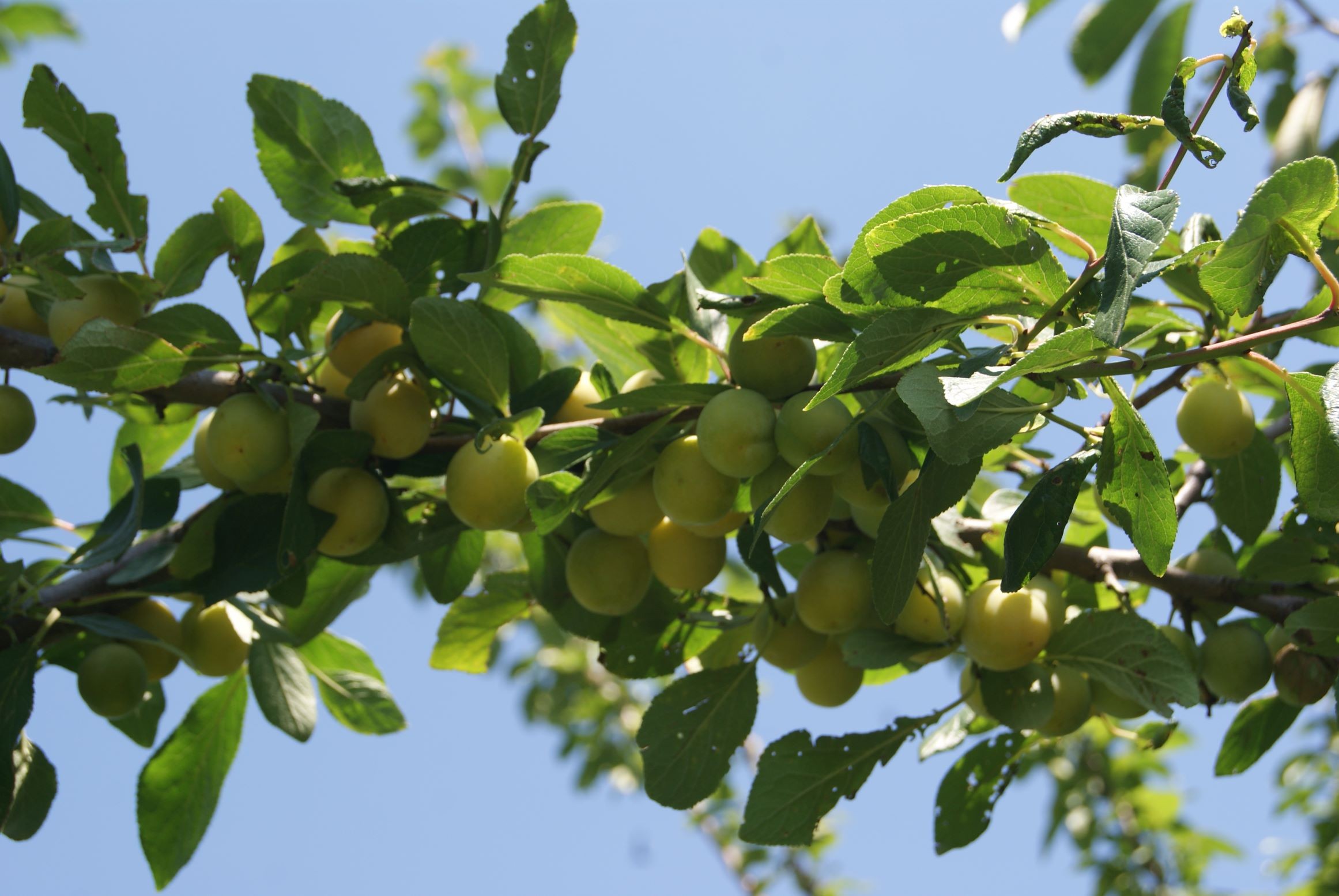 Mirabelle de Nancy Plum tree