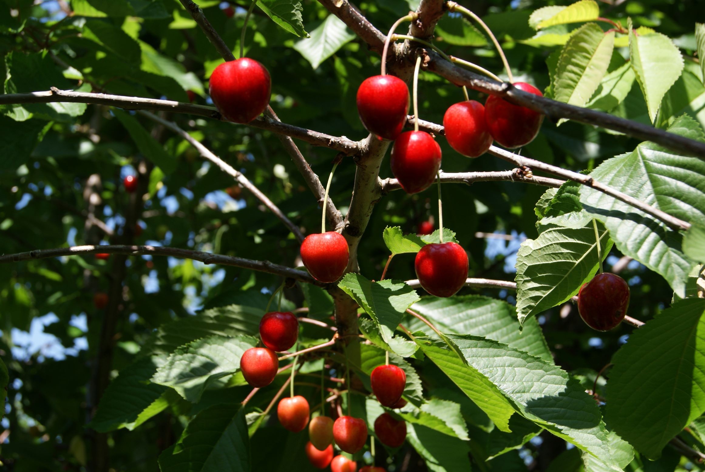 Columnar cherry tree Sylvia - Prunus Avium Sylvia