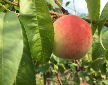 Peach Bénédicte
