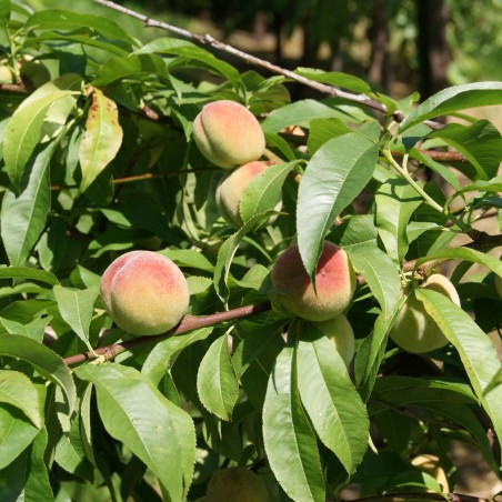 Pêcher Bénédicte - Prunus Persica Bénédicte