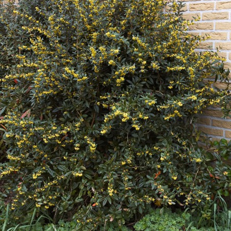 Großblättrige Berberitze - Berberis Julianae